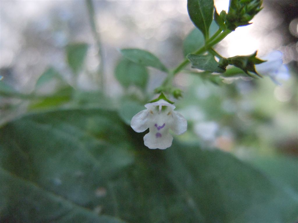 Reggia di Caserta (CE) : Clinopodium nepeta